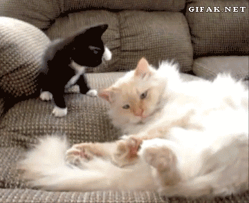 Dois gatos brincando um maior e outro menor