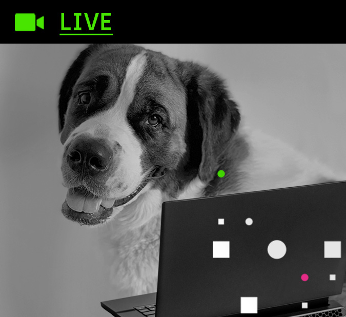 Imagem de um cachorro feliz sentado em uma cadeira, de frente para um notebook. Acima, o ícone de uma câmera, indicando 'Live'.