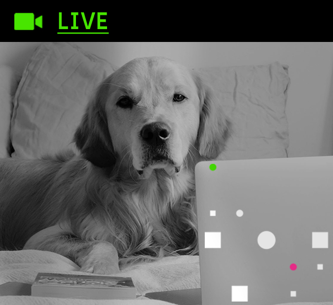 Imagem de um cachorro deitado sobre uma cama, de frente para um notebook. Acima, o ícone de uma câmera, indicando 'Live'.
