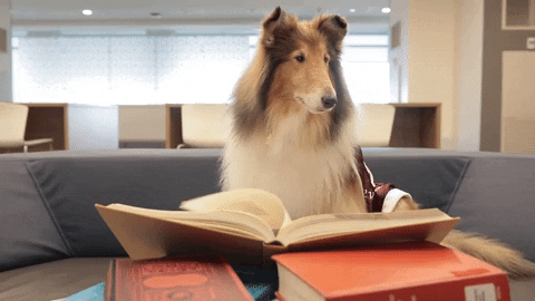 Imagem animada de um cachorro sentado no sofá e, em sua frente, um livro aberto com as páginas passando, como se estivesse lendo.