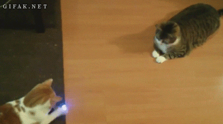 Gif de dois gatos deitados um de frente para o outro, tentando pegar um laser que vai e vem, lembrando o jogo 'Pong'.