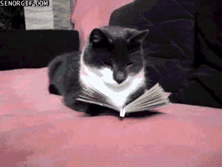 Imagem animada de um gato deitado no sofá e, em sua frente, um livro aberto, como se estivesse lendo.