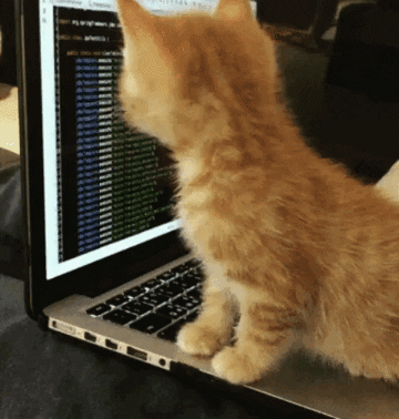 Imagem animada de um gatinho amarelo sobre o teclado de um notebook. Na tela, algo que parece um código em um terminal.